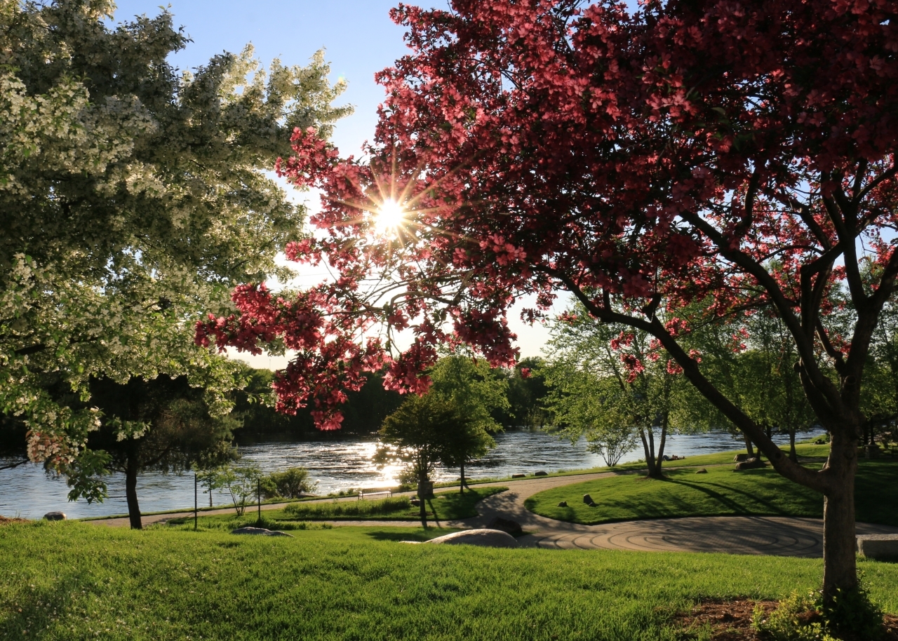 Sun shining through the trees at a park near a body of water